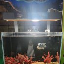 자이언트포레스트 | 부천 플레이아쿠아리움 후기