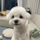 꿈꾸는 댕 네이버블로그