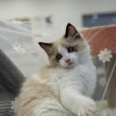 라온캣 대구고양이분양 낭만펫 강아지분양 대구점 이미지