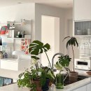 식물 인테리어 이미지