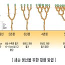 엄나무 재배방법 이미지