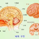 뇌의 구조와 백회혈의 위치 이미지