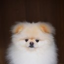 축복 펫살롱 이미지