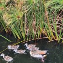 이집트기러기(Egyptian Goose) 이미지