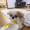 오마이샷츠 이미지