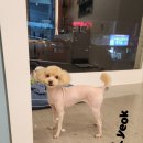 애견미용실 이미지