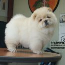 차우차우