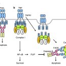 Re: Caspases in apoptosis and beyond - 네이처 리뷰논문 이미지