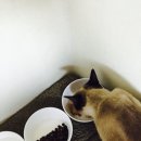 르샤보떼 이미지