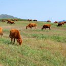 월호축산 이미지