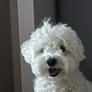 까까뿌숑 이미지