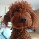 골목대장 이미지