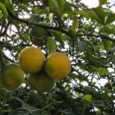 목원농장 이미지