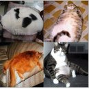 비만고양이 Daum카페