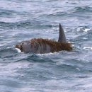 대정읍 신도리 해양생물보호구역 일대에서 제돌, 춘삼 등 약 100여 명의 남방큰돌고래 무리를 만났습니다 이미지