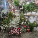 사우사거리 | 가성비춘천꽃집 춘천선물 춘천꽃배달 우두동꽃집 사우사거리꽃다발 봄내화원