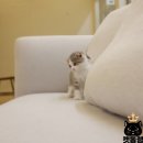 캣통령 잠실점 이미지