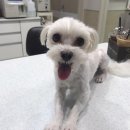 고촌동물병원 이미지