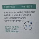 천연 공기청정 스프레이 &amp; 반려동물 항균 아로마 스프레이 이미지