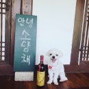 조현초등학교 | 안녕 소담채, 콩 다녀오다!