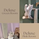 아이캣 고양이미용 호텔 이미지