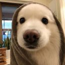 진남수영장 이미지