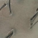 르칼피아 이미지