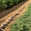 광일농원 이미지