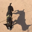 더샵 동물병원 이미지