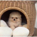 멋진강아지 이미지