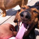 도희동물병원 이미지