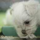 재영 동물병원 이미지