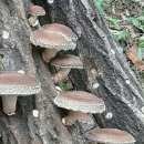 *유기농 산속 참나무 표고버섯 나눔이뱅 당첨자발표* 이미지