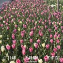 WR(서울특별시 강서구)-[마곡중앙8로]-상-4 | 서울식물원 🌷튤립런 초보 러너 3km 러닝 후기 +)주차 꿀팁
