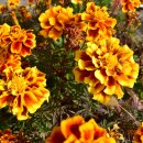 야동농장 이미지