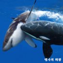 SHARK MOTOR OIL | 상어⊃백상아리의 간을 찢어 먹은 범고래 #범고래vs백상아리 #맛있는 생간 부표 띄우기 #해양계 최상위...