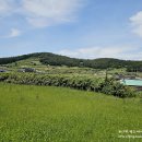 청산얼음펜션 | 청산도 숙소 추천 청산빌리지펜션 가성비 최고 + 6월 반딧불 투어 후기