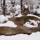 나무와 돌 이미지