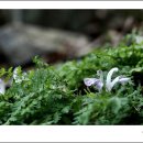 송이용소 이미지