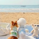 예쁨중DOG 이미지