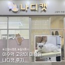 편한미용 | 서초 고양이미용 나디캣 이수역 고양이목욕 후기