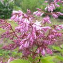 나무농장 이미지