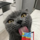 닥터각 동물병원 이미지