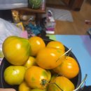 알라딘램프 토마토 이미지