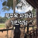 [푸꾸옥] 사파리 기린식당 먹이주기 꿀팁, 주트램 구매 후기