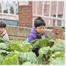 수확한 무와 배추로 김장을 해요 이미지