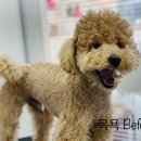 데이지꼼 이미지