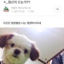 댕댕박사