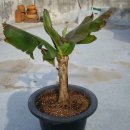 몽키바나나 이미지