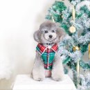 CoCo멍(코코멍) 이미지